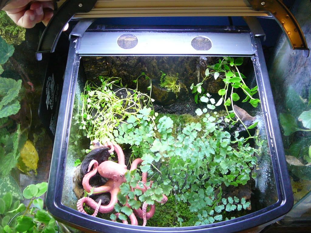 PNW Tree Octopus habitat! Dendroboard